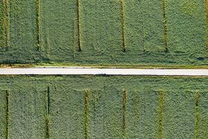 aéreo ver de un campo dedicado a haba de soja cultivo foto