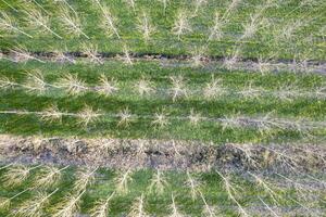 New planting of poplar trees for paper production photo