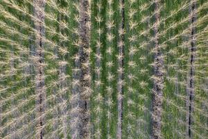 New planting of poplar trees for paper production photo