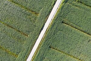 Aerial view of a field dedicated to soybean cultivation photo