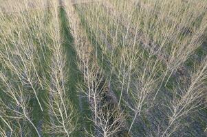 New planting of poplar trees for paper production photo