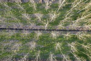 New planting of poplar trees for paper production photo