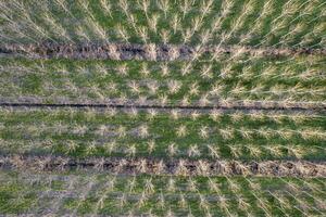 New planting of poplar trees for paper production photo