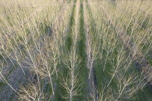 New planting of poplar trees for paper production photo