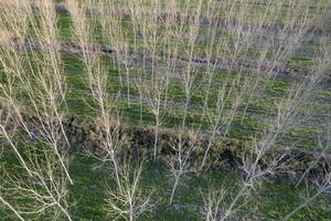 New planting of poplar trees for paper production photo