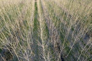 New planting of poplar trees for paper production photo