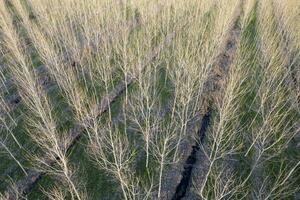 New planting of poplar trees for paper production photo