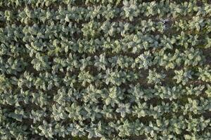 Aerial view of a growing hunchback thistle winter vegetable photo