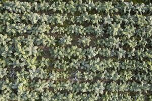 Aerial view of a growing hunchback thistle winter vegetable photo