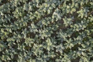 aéreo ver de un creciente jorobado cardo invierno vegetal foto