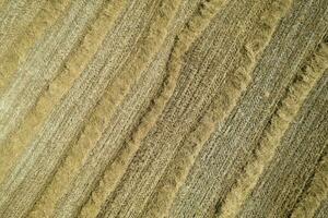 Aerial shot of a straw field left to dry photo