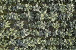 Aerial view of a growing hunchback thistle winter vegetable photo