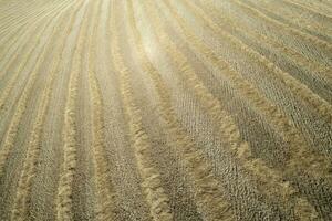Aerial shot of a straw field left to dry photo