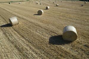 Aerial view of a round bale field in midsummer photo