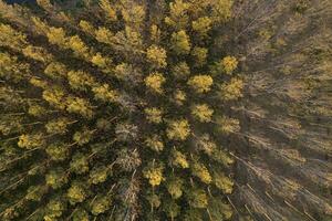 Aerial view of a poplar forest for paper production photo