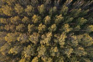 aéreo ver de un álamo bosque para papel producción foto