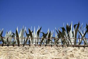 Enclosure wall with succulent plants at the top photo