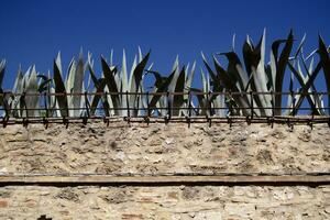 Enclosure wall with succulent plants at the top photo