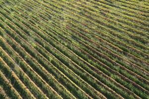 Aerial view of the rows of vines photo