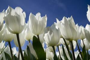 Photographic documentation of a white tulip cultivation photo