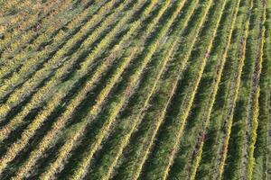 Aerial view of the rows of vines photo