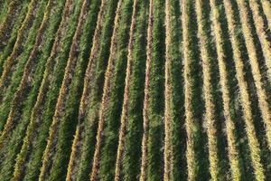 Aerial view of the rows of vines photo