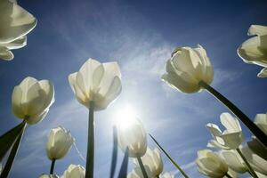 Photographic documentation of a white tulip cultivation photo