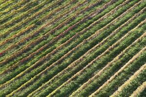 Aerial view of the rows of vines photo