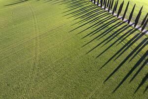 Aerial photographic documentation of the cypresses of the Val Di Orcia photo