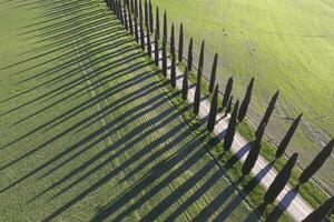 Aerial photographic documentation of the cypresses of the Val Di Orcia photo