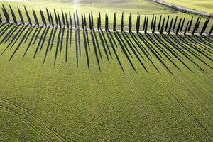 Aerial photographic documentation of the cypresses of the Val Di Orcia photo