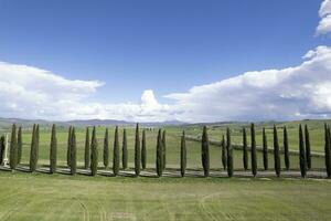 Photographic documentation of the cypresses of the province of Siena photo