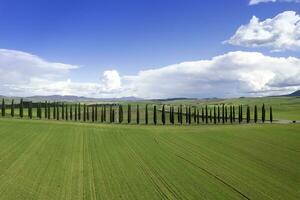 Photographic documentation of the cypresses of the province of Siena photo