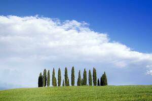 Photographic documentation of the cypresses in the province of Siena photo