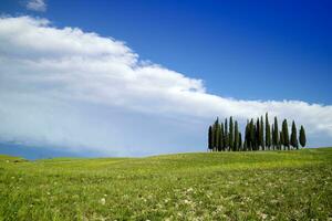 fotográfico documentación de el cipreses en el provincia de siena foto