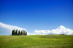 Photographic documentation of the cypresses in the province of Siena photo