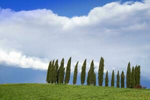 Photographic documentation of the cypresses in the province of Siena photo