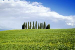 fotográfico documentación de el cipreses en el provincia de siena foto