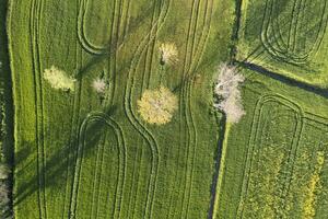 Aerial view of a wheat field in spring photo