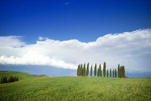 Photographic documentation of the cypresses in the province of Siena photo