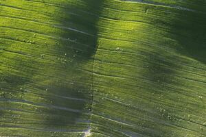 Aerial view of a cultivated field in spring photo