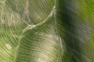 Aerial shot of the shapes of the cultivated fields photo