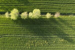 Aerial view of a wheat field in spring photo