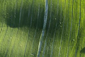 aéreo ver de un cultivado campo en primavera foto