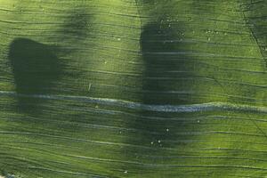 Aerial view of a cultivated field in spring photo