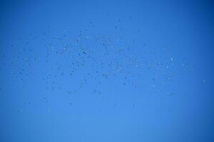 Flock of seagulls in blue sky photo