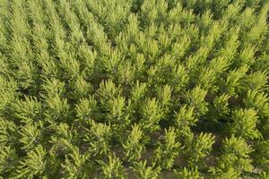 Aerial photographic shot of a poplar forest in spring photo