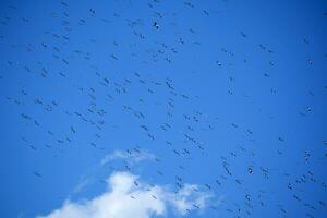 Flock of seagulls in blue sky photo