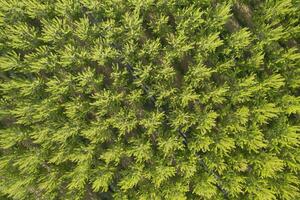 aéreo fotográfico Disparo de un álamo bosque en primavera foto