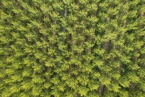 Aerial photographic shot of a poplar forest in spring photo